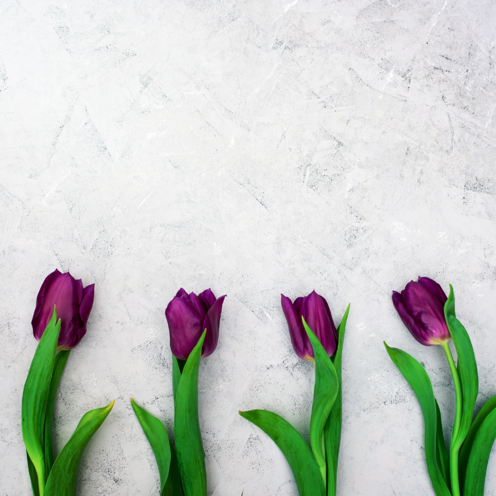 květiny tulipány mezinárodní den žen